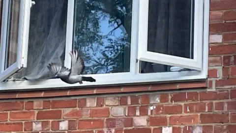 Gemma Dawson/BBC A pigeon flies out of the open bedroom window