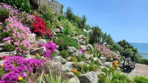 MONDAY - Flowers on the cliffs at Westbourne