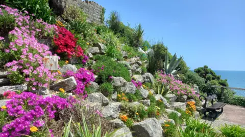 LouieMurg MONDAY - Flowers on the cliffs at Westbourne