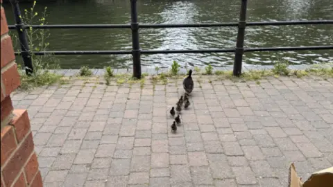 Reading Borough Council Eight ducklings following their mother to the River Kennet in Berkshire