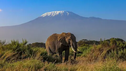 NurPhoto via Getty Images An elehpant standing on a grassy landscape. Mount kilimanjaro is in the background