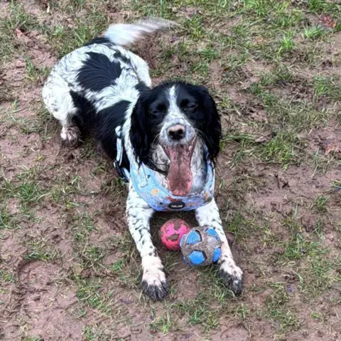 Supplied Dog on grass with a pink ball and a blue ball.