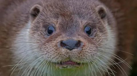 A close up shot of an otter's face with its tongue slightly showing and its whiskers filling the bottom of the screen.