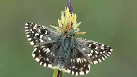 Iain Leach Grizzled Skipper has dark brown wings and is partly white. The background is light green.