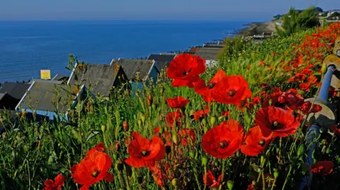 Red flowers overlooking the beach at Felixstowe