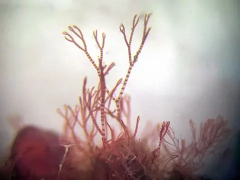 Francis Bunker A photograph of a tiny seaweed with pink stripes and pincer tips looks as if it's reaching up.