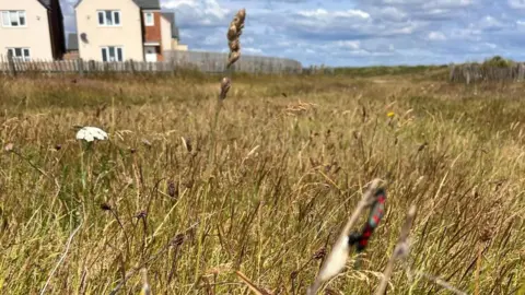Gill Dando A red and black butterfly is clinging to the side of a stalk of tall grass with a seedhead. The area around is covered in well established grass with houses in the background.