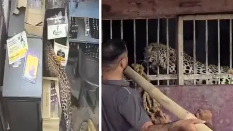 A composite image of a leopard under a table and the same leopard in a cage later