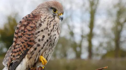Shropshire Falconry Fern the Kestrel is a small bird of prey with bright and red brown feathers on her head, chest and large parts of her wing. In the longer wing feathers, there is dark brown and her entire body is covered in black dots. She has yellow claws, a partial yellow beak and a yellow ring around her eye
