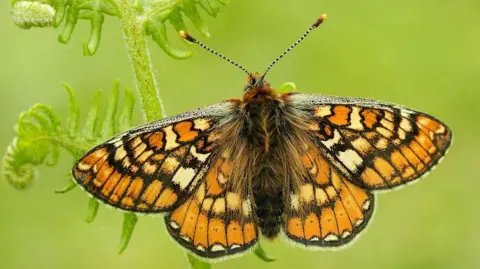 Iain H Leach An orange and black butterfly is photographed on a leaf. The background and stem are green.