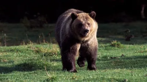 A grizzly bear walks on all fours in a grassy area in Glacier National Park.