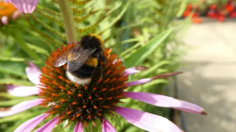BBC Weather Watchers/Bracken A bumble bee on a flower