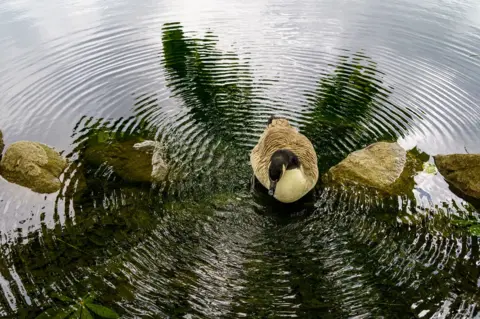 Jiri Dvorak Ripples around ducks on a pond