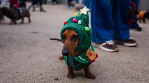 Getty Images A dog in a Christmas tree costume. He has a hat that looks like a Christmas tree on his head and a bib with a reindeer on it. 