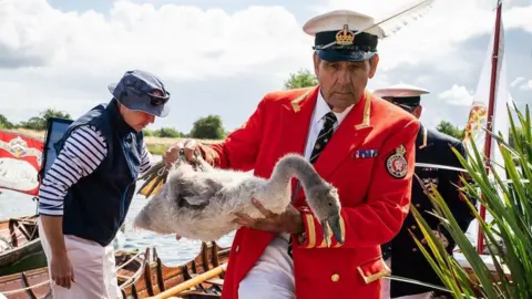 PA Media A swan marker is walking off a boat carrying a cygnet. The cygnet has a grey fluffy coat. The swan marker is a man, wearing a white sailing hat and bright red blazer with yellow ribbon lining the collar and a royal crest of the sleeve. There is a man walking in the background.