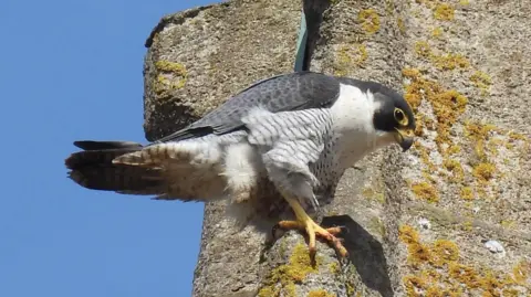 Jane Crossen A close-up of a peregrine falcon, clutched on to the side of a stone and lichen tower. It has a dark eye, dark grey feathers on its head and wings, and a white breast with black spots and lines. It has yellow claws.