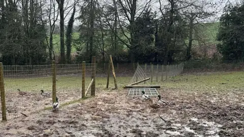 Severn Valley Rescue A broken fence in a muddy field with six ducks heading towards the opening in the fence