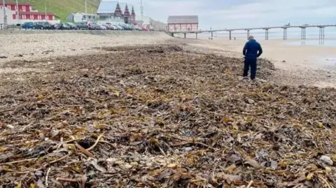 Joe Redfern thousands of dead shellfish on a beach with a man in blue staring down at them