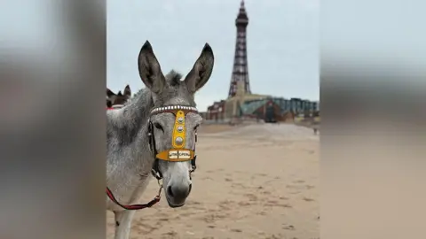 The Real Donkeys A grey donkey called Trooper with its name engraved on a yellow harness is on Blackpool beach with Blackpool Tower in the background. 