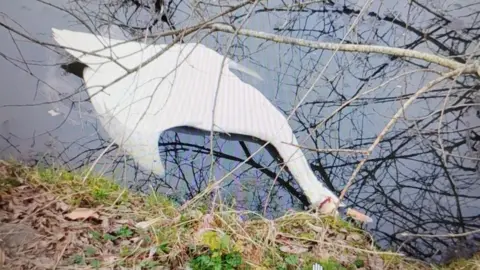 A dead swan floating in water at the side of a lake