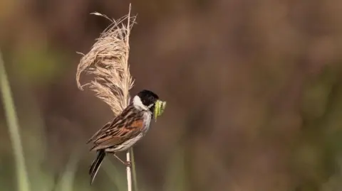 John Ovenden Reed bunting