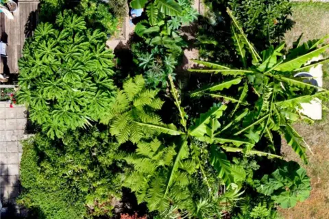 Instagram/ botanical.plantasy.dave An aerial view of the garden filled with large tropical plans. Two plots of ordinary garden can be seen to the left and right. 