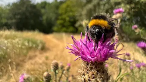 EmmaH A large bee perched on a flower in focus at the front of the photo with dry fields out of focus in the background.