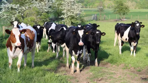 Getty Images White and brown cow stands to the left while other black and white spotted cows stand in a field of green grass