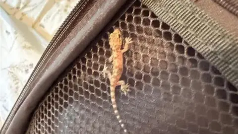 National Centre for Reptile Welfare A small brown beige gecko on the inside of someone's luggage bag