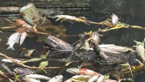 Several fish are floating on the surface of a lake among sticks and a tin can. 