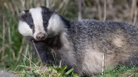 Alison Bamber A badger 