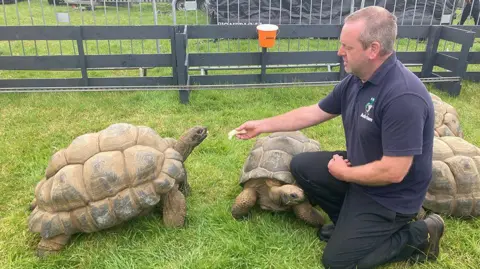 A man dressed in navy top and pants kneels down on grass to feed one of three giant tortoises at the Royal Cheshire Show. 