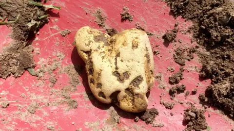 SWNS The gold nugget