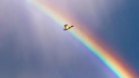 Duck