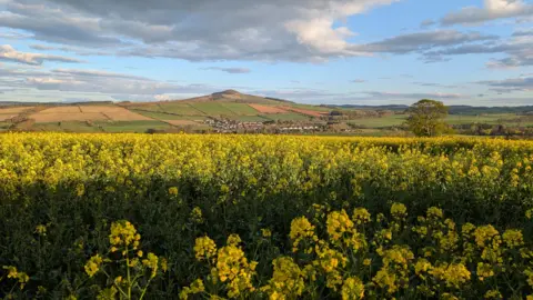 Sandra Willis Fields of yellow flowers with hills in the background. There are clouds in the blue sky.