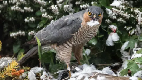 Greg Miller A sparrow hawk looks into the camera while sitting outside, holding something in its mouth