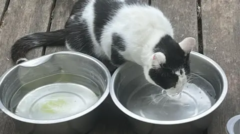 Getty Images A black and white cat laps water from a silver metal bowl, next to an identical one.