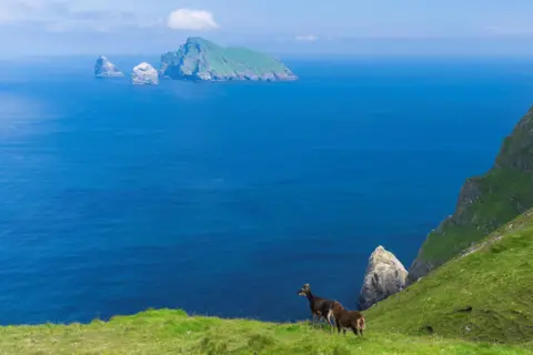 Getty Images Dos ovejas Soay de pie en una zona cubierta de hierba en un acantilado con vistas al mar, las pilas de la isla y la isla y el mar en St Kilda.
