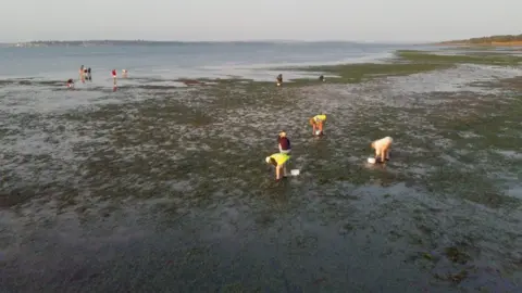 A group of people are spread in ankle deep water crouching down to look for seagrass seeds as the tide begins to come back in
