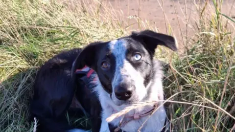 A black-and-white collie dog lying on a grassy verge with a beach behind her 