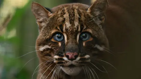 Hertfordshire Zoo A close up of an Asian Golden cat with dark fur and bright blue eyes in his new leafy home