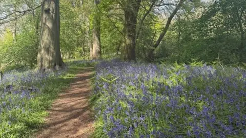 Rosemarie Donaldson A path through woodland on a sunny day is surrounded by bluebells on either side.