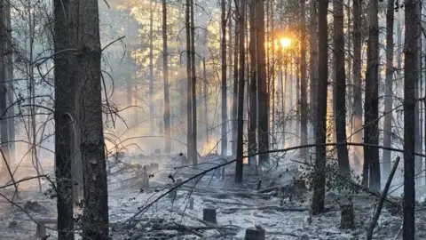 HIWFRS Trees in wood left black from fire - pale grey soot covers the ground.