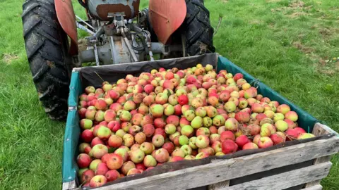 Flecthers Cider A wooden crate on the grass, which is full of apples, with a tractor in the background.