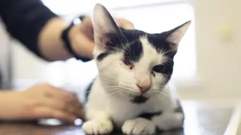 A close-up of a black-and-white cat sitting on a table. The cat only has one eye, and it has visible discharge and irritation around the eye socket. A person’s hands hold the cat in what appears to be a veterinary setting.
