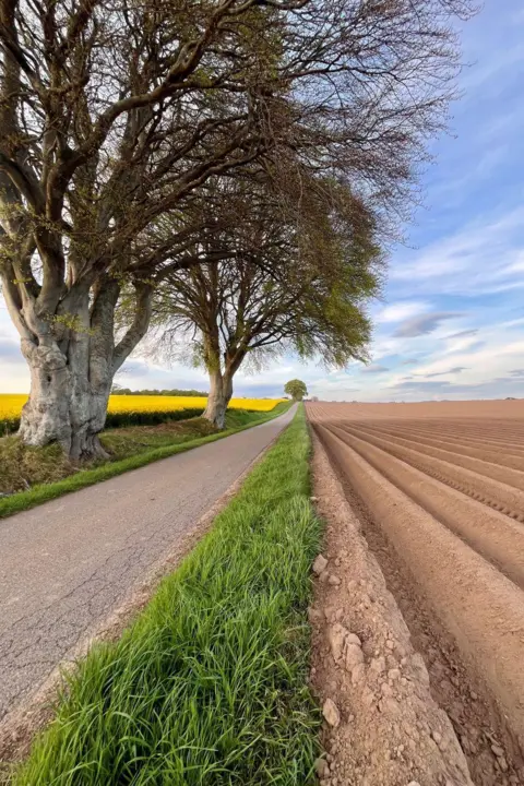 Kate Kay Brown furrowed field on one side of a grey road and on the other is a yellow rape field.