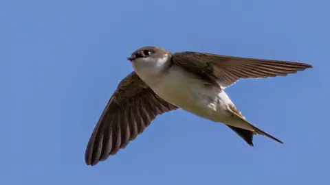 Andy Tew A house martin in flight against a clear blue sky