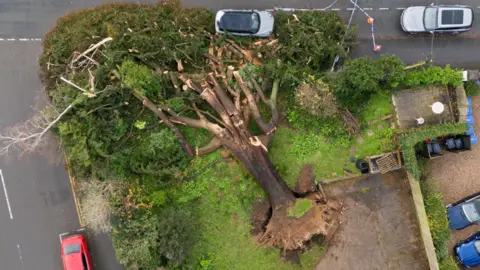 Aerial view of the fallen tree in Leamington Spa. It is lying on a green area with five cars on roads around it. 