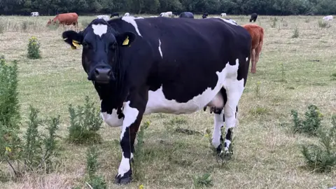 A general view of a black and white cow in a field with other cows in the background