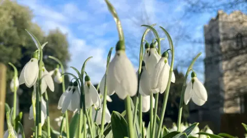 Julie Kemp Snowdrop flowers pictured outside a church on a sunny day. The church tower can be seen in the distance towards the right hand side. 